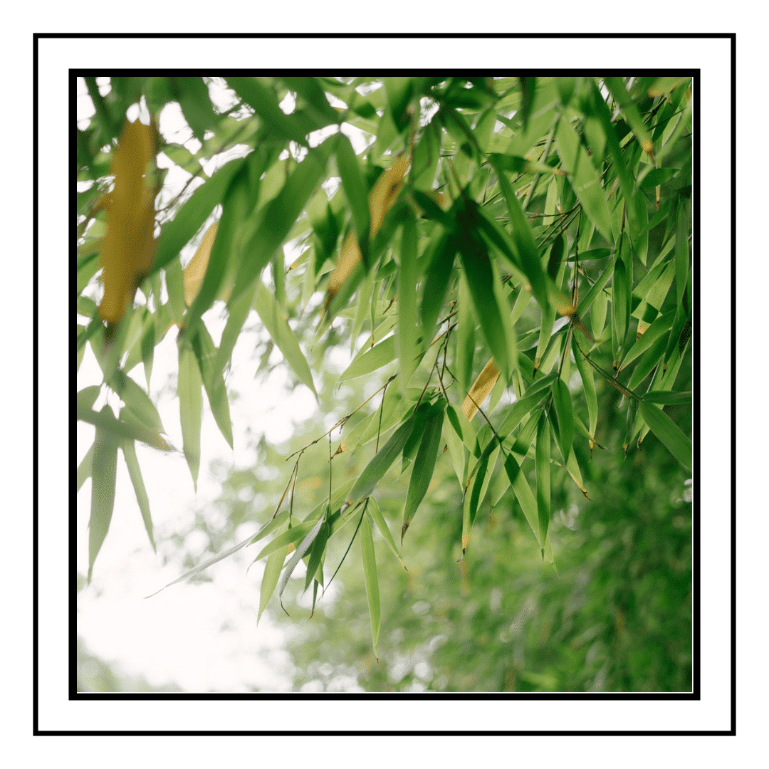 beautiful natural green bamboo