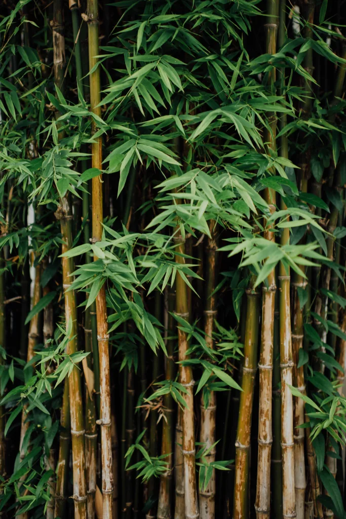 Bamboo in the wild