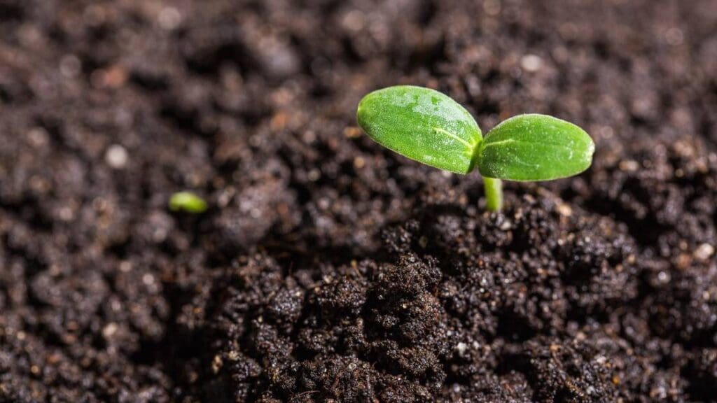 A small sprout growing from the soil